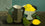 Lemons, Jug and Pears